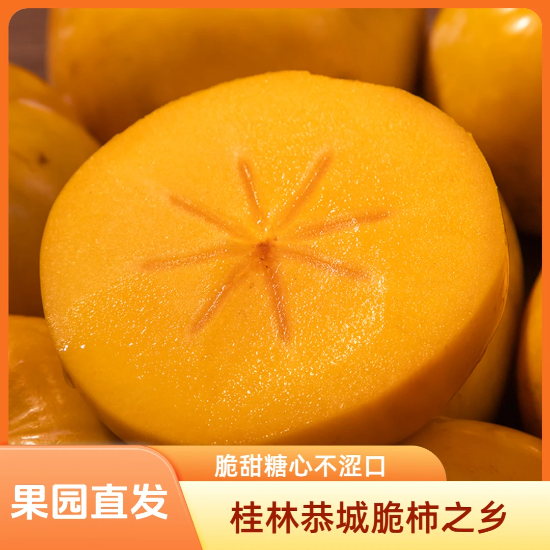 【辛平优选】当季正宗恭城脆柿子新鲜采摘巧克力柿子产地直发