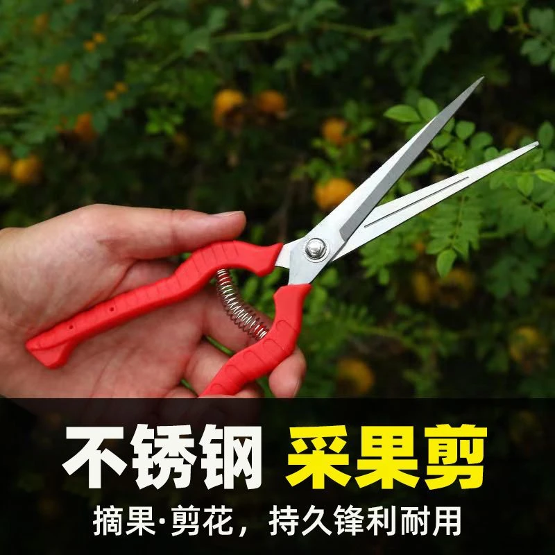 园艺修剪枝采果剪摘果剪花椒剪枸杞采摘工具果树剪刀花剪修花树剪
