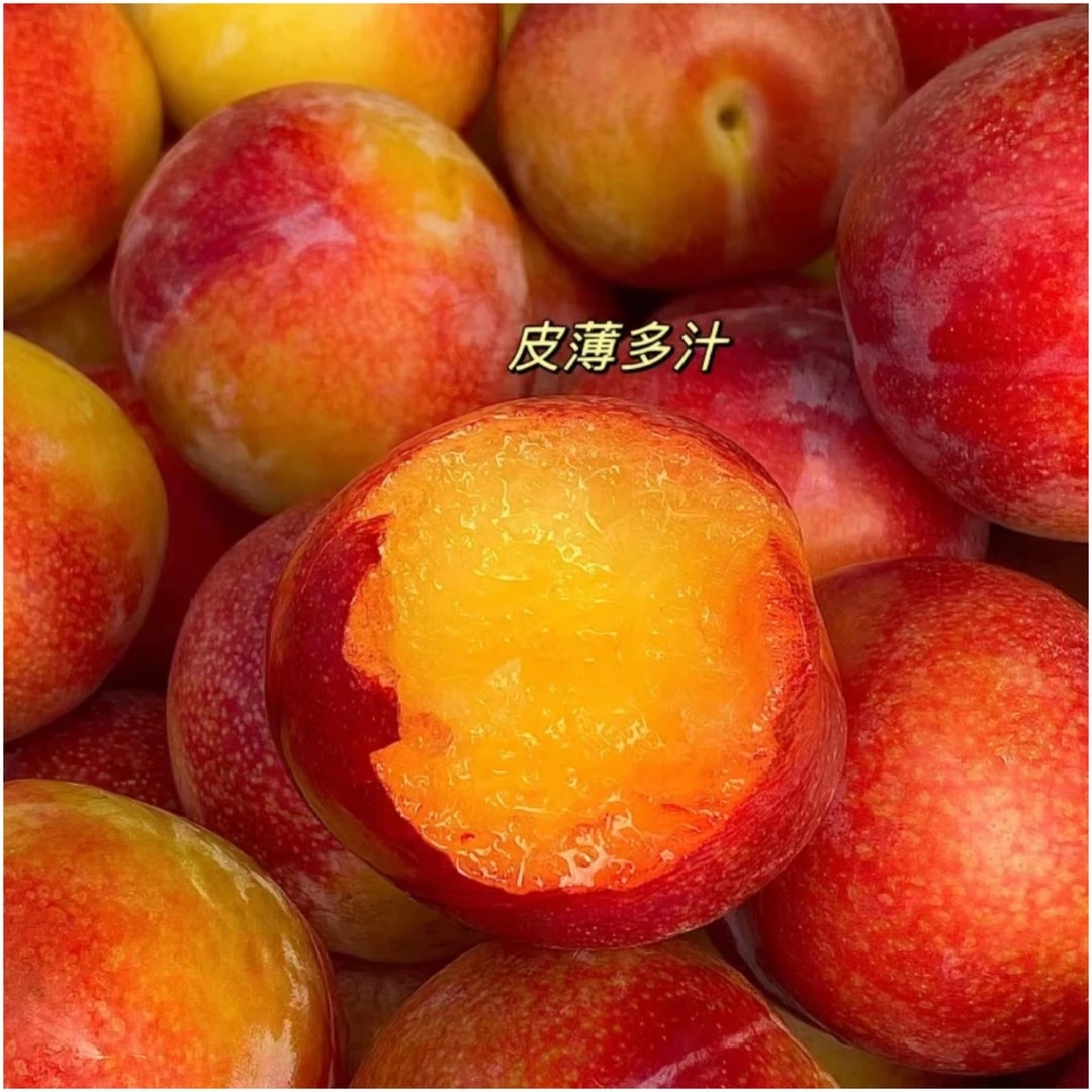 现货 智利珠宝李樱桃李1-7斤当季新鲜孕妇水果太阳李恐龙蛋发顺丰
