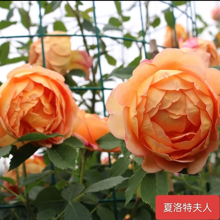 夏洛特夫人藤本月季花大苗阳台院墙爬藤花卉植物盆栽大花浓香四季