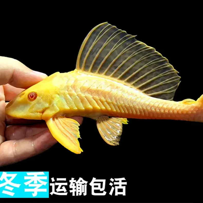 陕西包邮红眼工具鱼清理必备清除绿藻青苔净化水质可清理垃圾