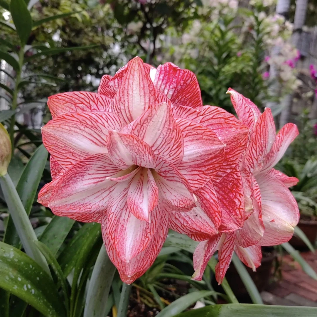 丰哥《承诺 小苗带花剑》1颗直径4-5公分自然球朱顶红