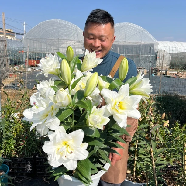 《暴风雪24/26》春百合大球1颗重瓣香水春天发芽六月左右开花