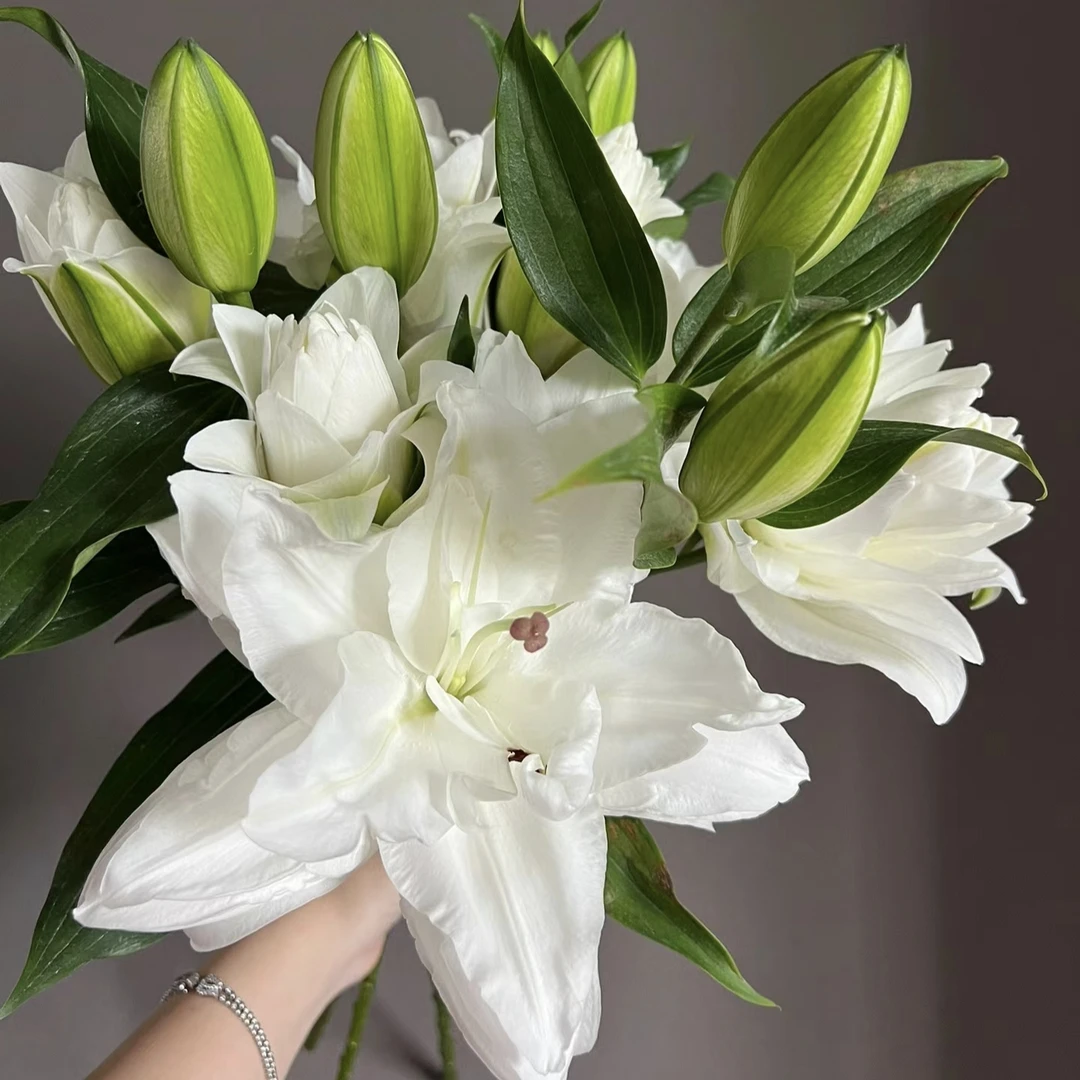 盆栽《索菲亚3颗16/18》带盆种好发货进口重瓣香水百合种球