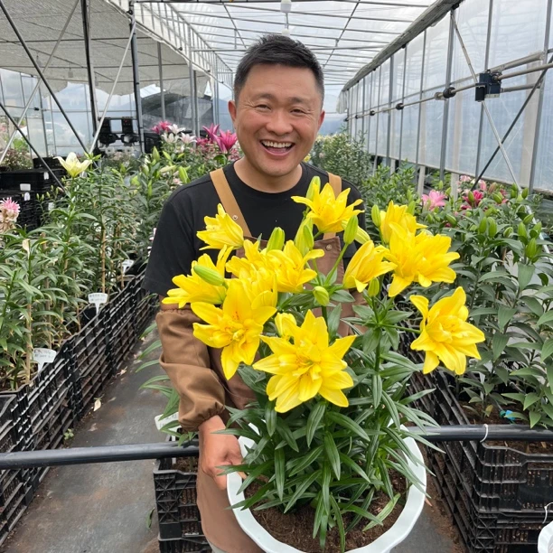 四季可种《法塔莫尔干纳12/14》1颗进口无香百合种球