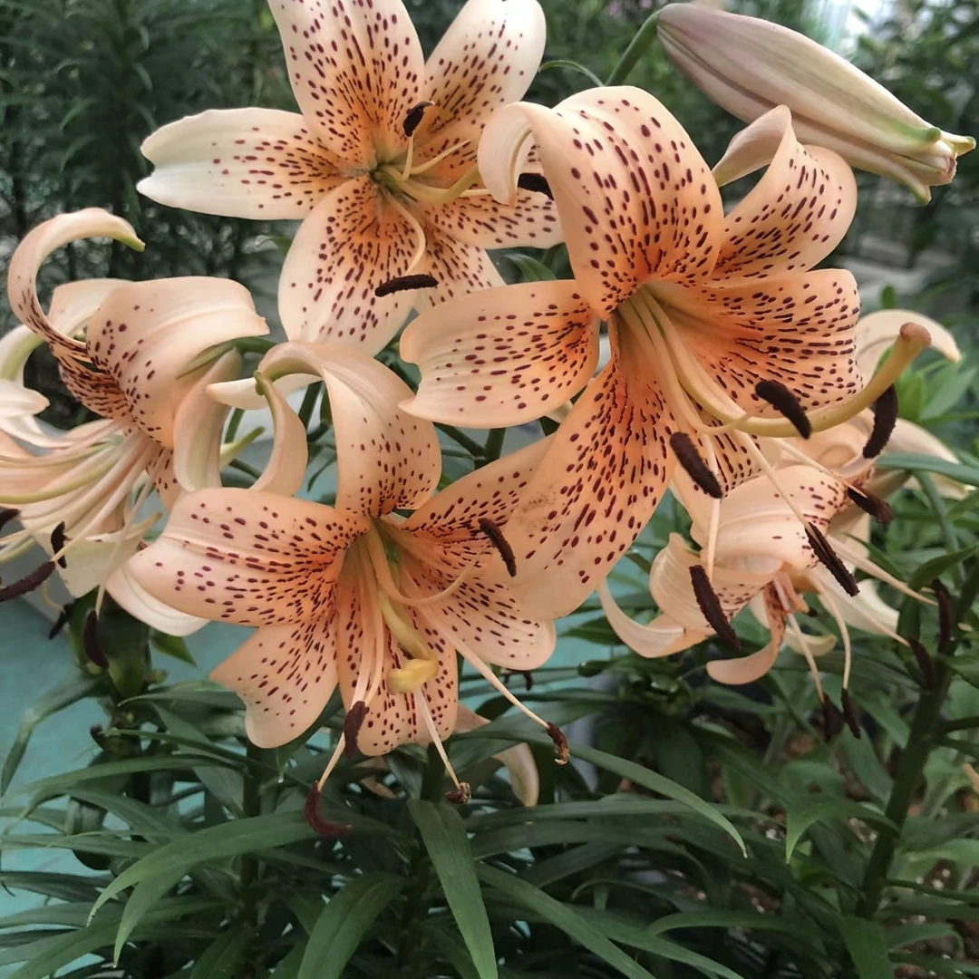 四季可种《虎宝宝12/14》进口无香LA亚百合种球