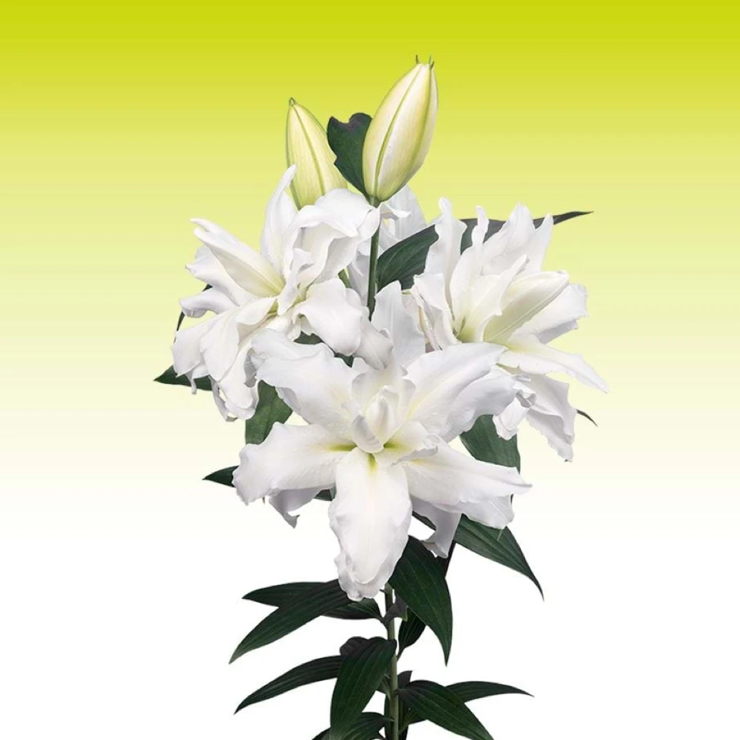 四季可种1颗《拉法拉17/19》进口重瓣香水百合阳台庭院园艺种球