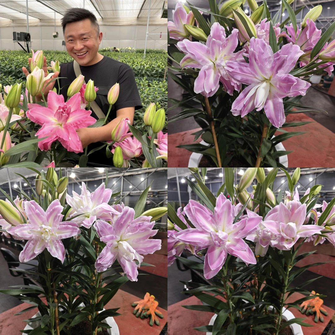 《莲花喜悦周长16/18》进口重瓣香水百合种球1颗