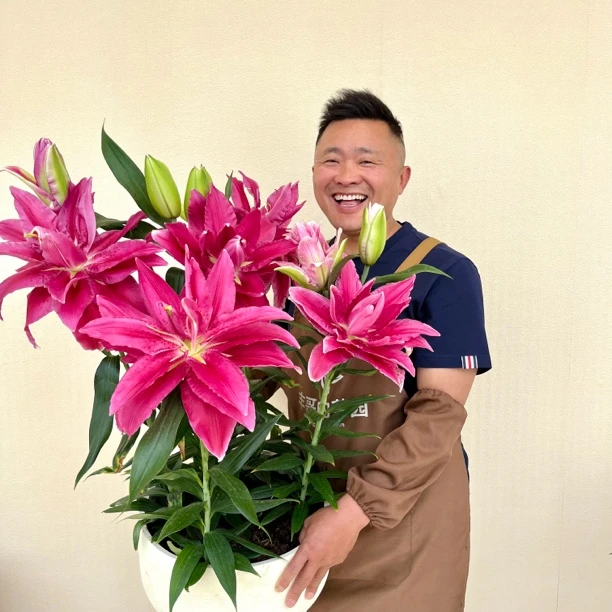 四季可种《艾斯拉》1颗13/15矮化重瓣香水百合种球