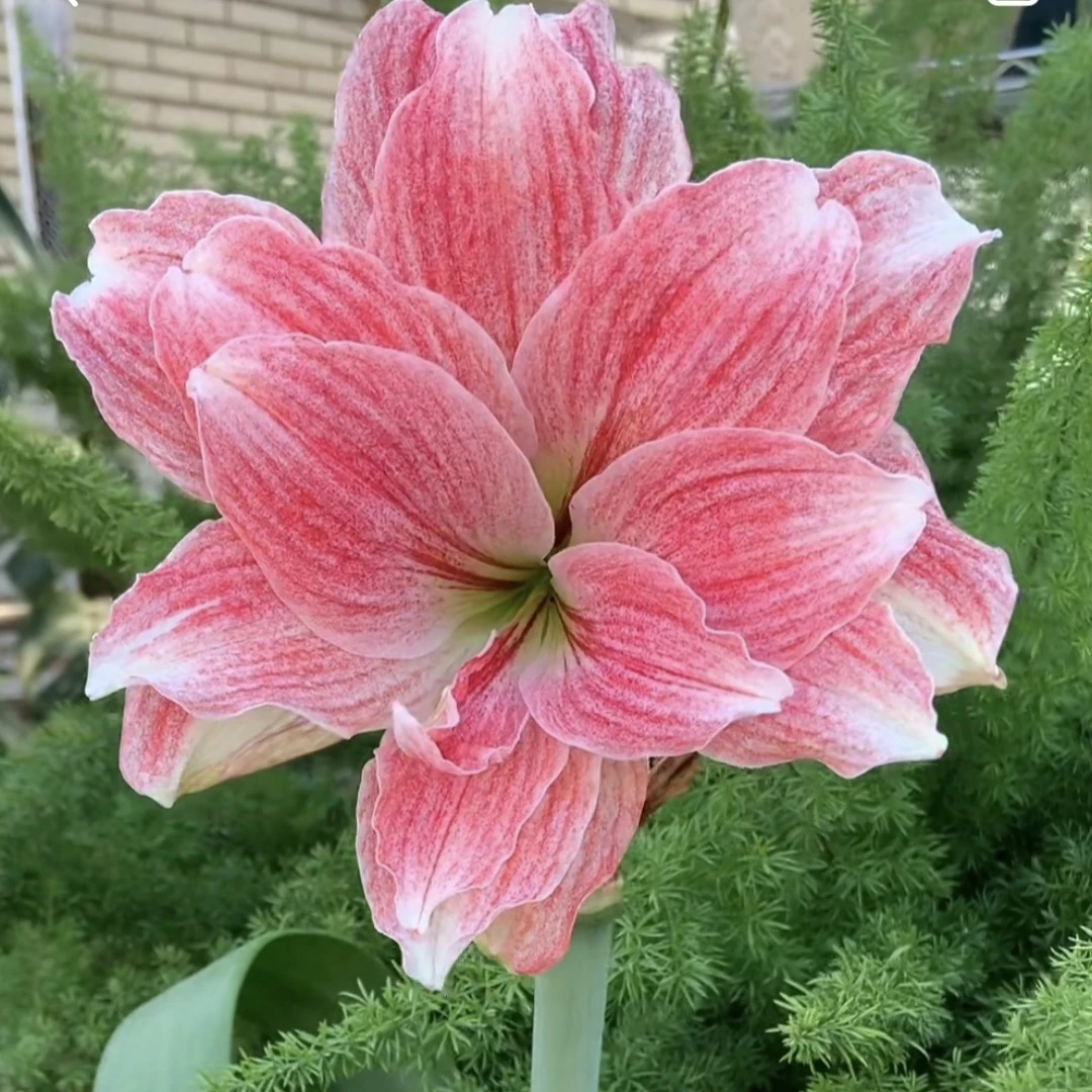 丰哥《进口粉黛》1颗重瓣朱顶红种球