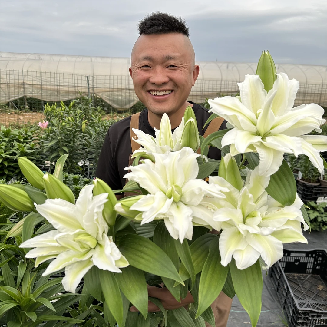 四季可种《艾莎》1颗重瓣香水百合19/21种球