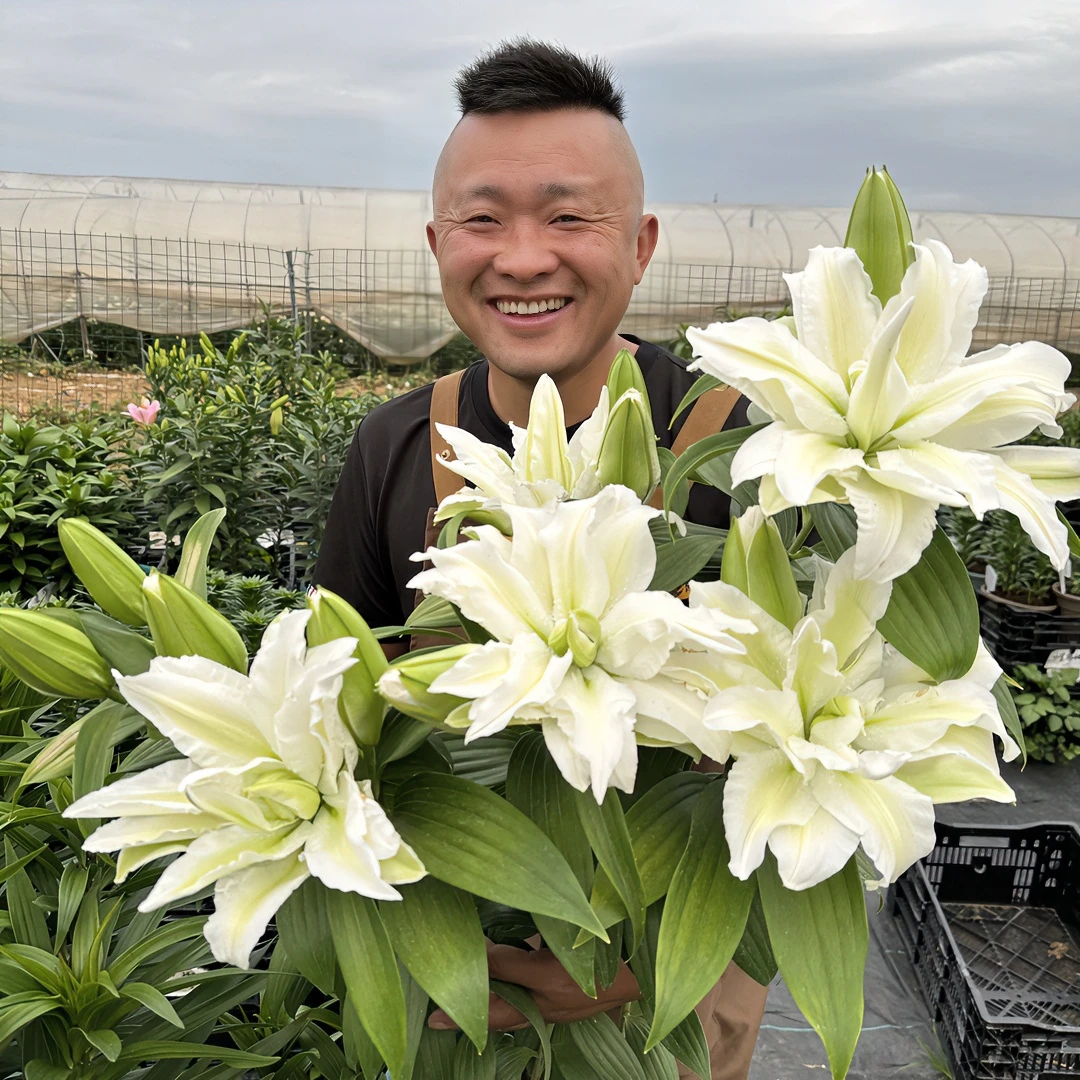 进口百合花种球《艾莎周长19/21cm》1颗重瓣香水百合种球
