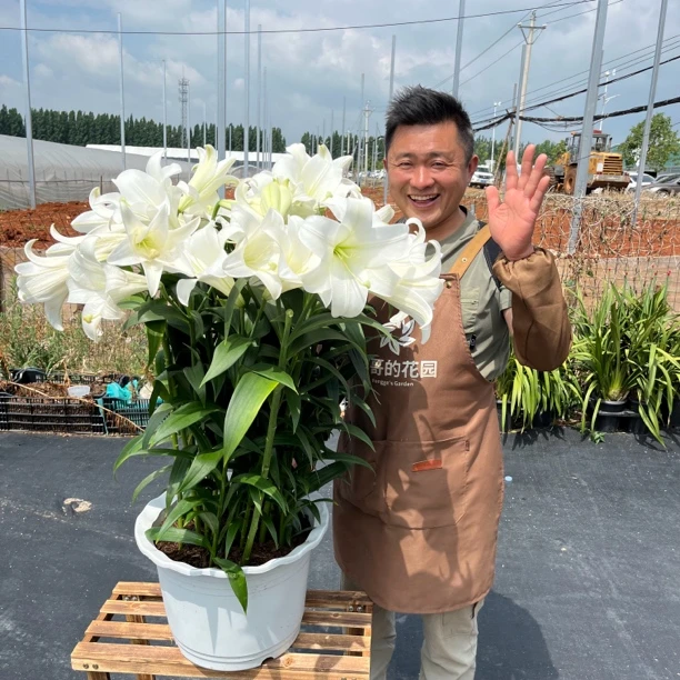 《大掌柜》四季可种《白特里昂菲特》1颗14/16进口单瓣香水百合种球