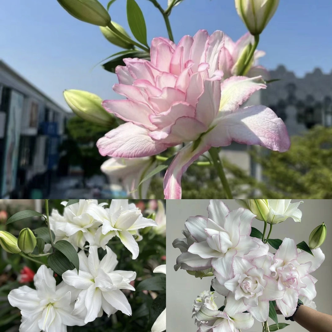 当年开花《冰美人周长14/16cm》进口重瓣香水百合种球1颗