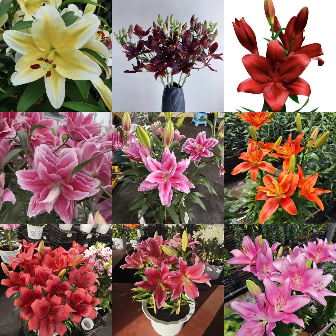 四季可种《3颗不指定品种》进口百合种球