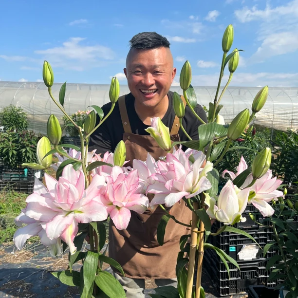 丰哥《冰美人24/26》春百合大球1颗重瓣香水春天发芽六月左右开花