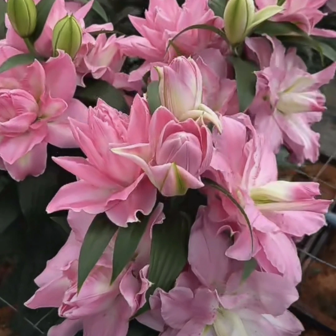 《幸运天使30/32》春百合大球1颗春天发芽六月左右开花