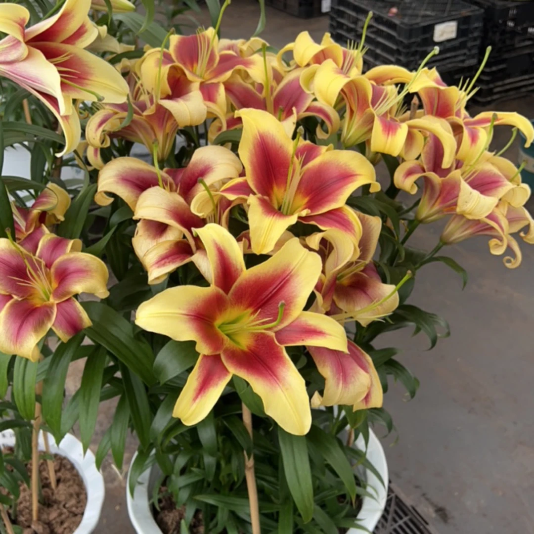 四季可种《福莱维亚-神话》1颗18/20进口香水百合庭院园艺花球