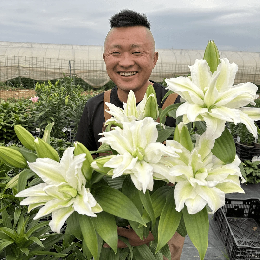 开花1~3朵《艾莎14/16》3颗带盆带土种好发货进口重瓣香水百合种球