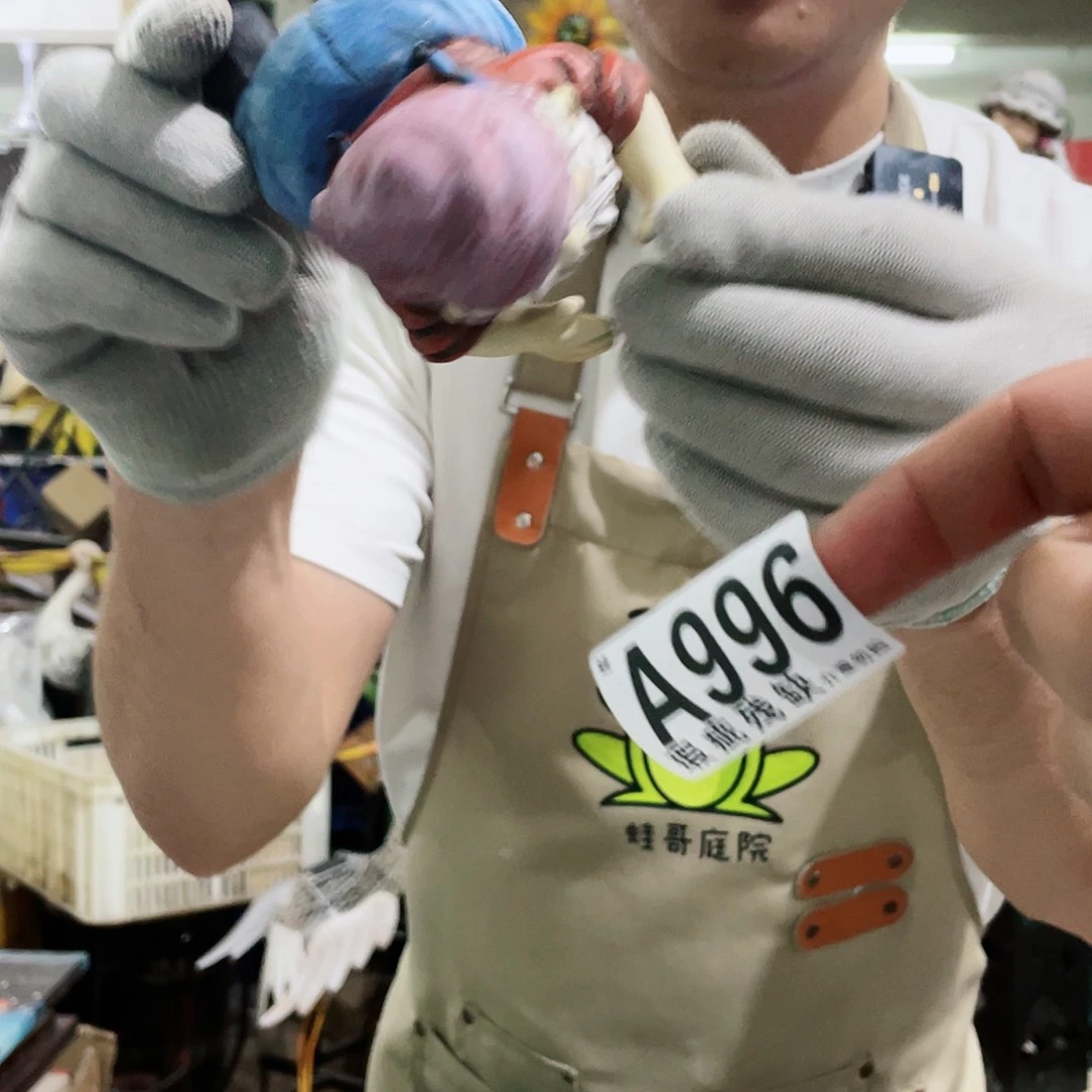 红陶20CM（含）-50CM（不含）