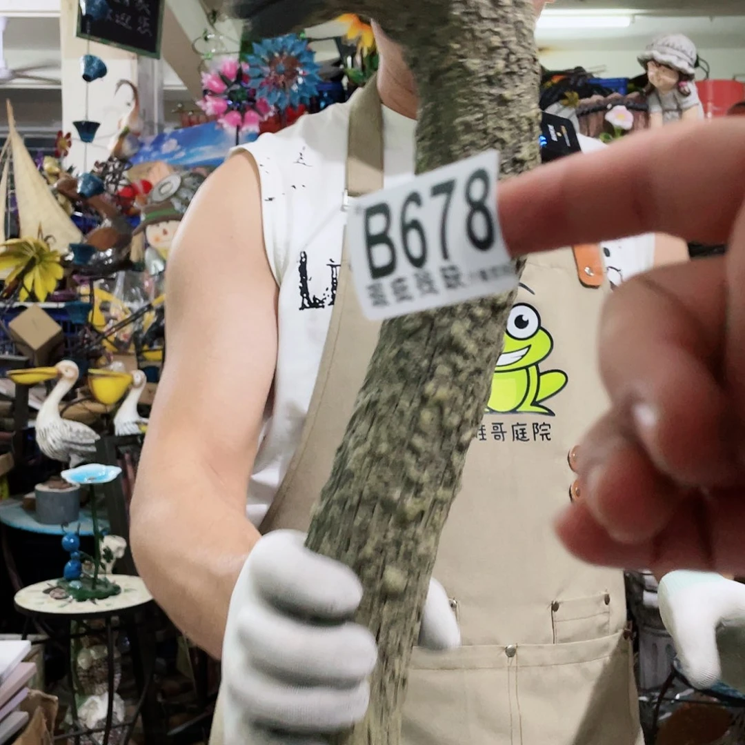 红陶20CM（含）-50CM（不含）