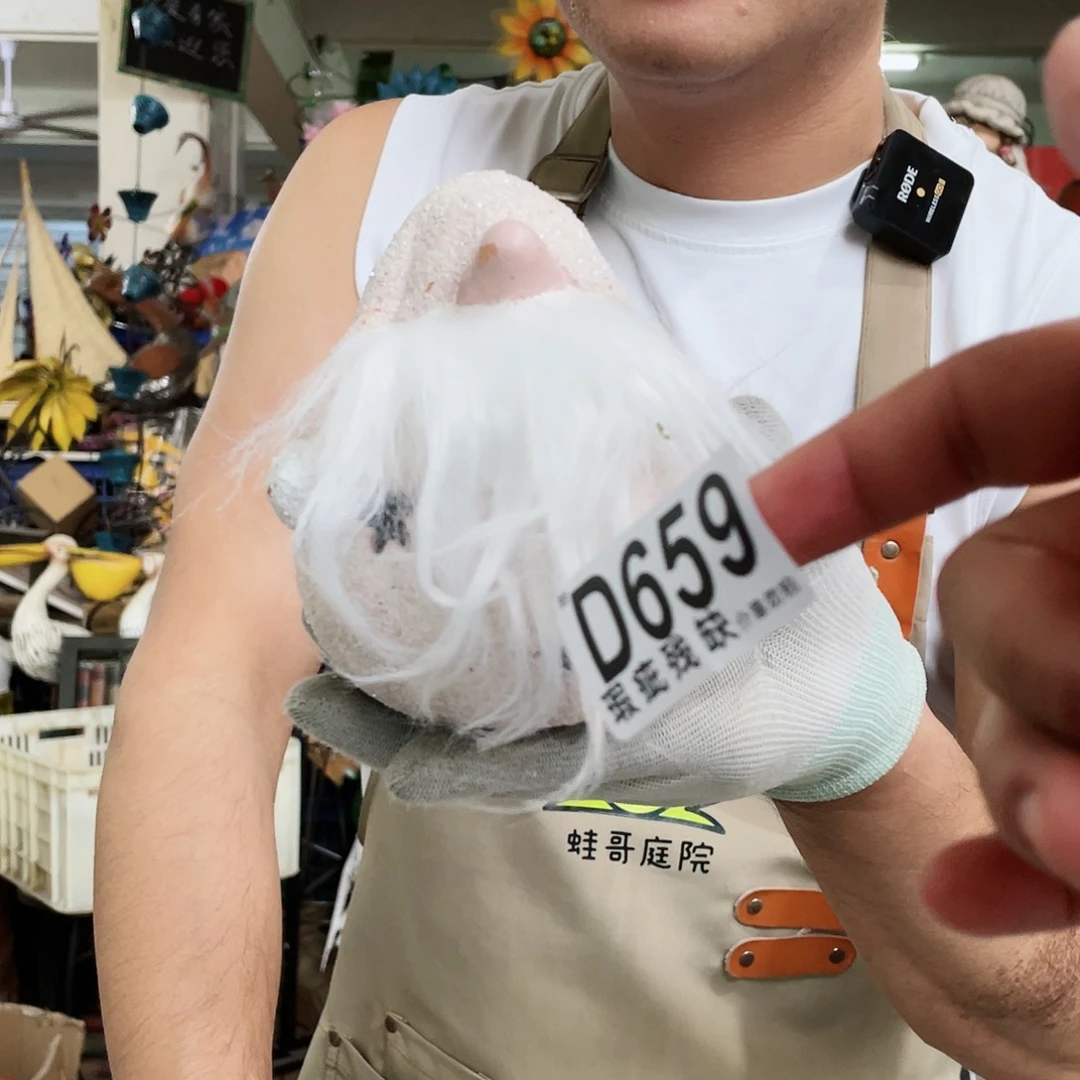 红陶20CM（含）-50CM（不含）