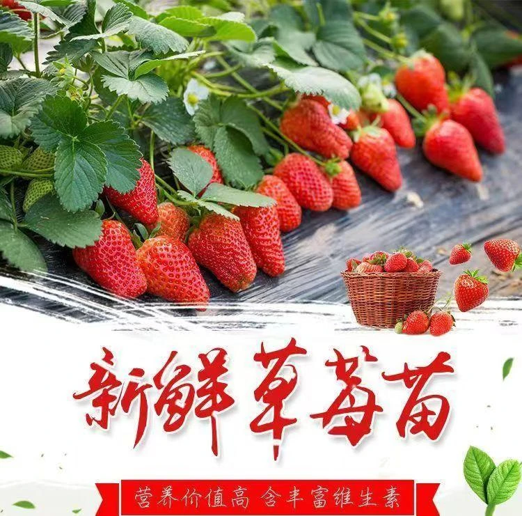 红草莓杯苗耐寒易养果粒大 送福利