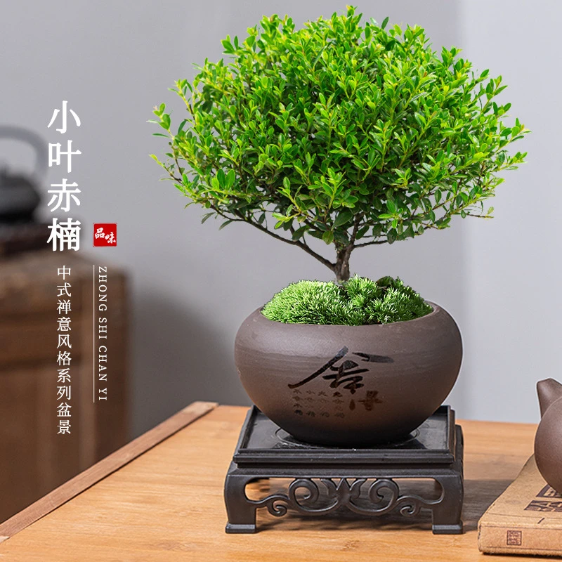【新疆包邮】小叶赤楠植物盆栽老桩花卉盆景办公室内好养四季常绿