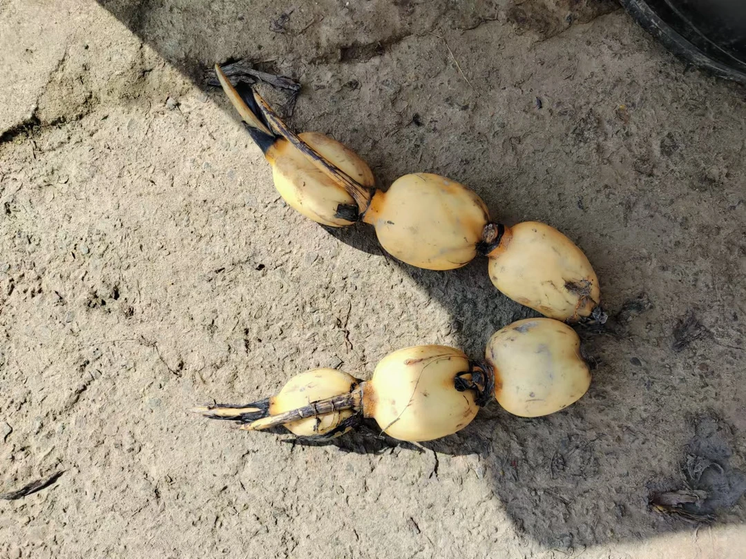 脆藕小脆藕新鲜现挖，