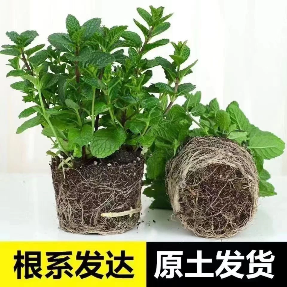薄荷盆栽薄荷苗柠檬香可吃室外阳台庭院室内驱蚊薄荷种植薄荷苗