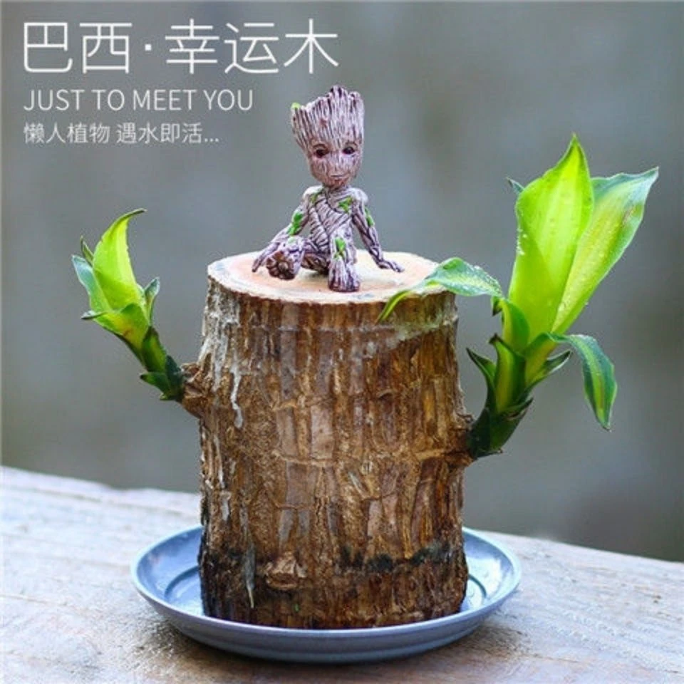 巴西木幸运木水培绿植创意迷你植物办公桌面格鲁特四季易养活花卉