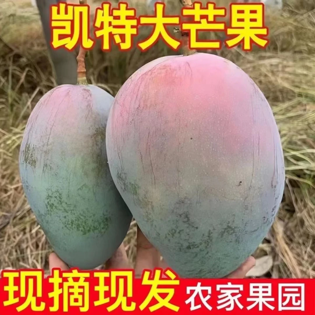 （红头福利）正宗四川攀枝花凯特芒果大脸芒大青芒非金煌芒9.5-10斤