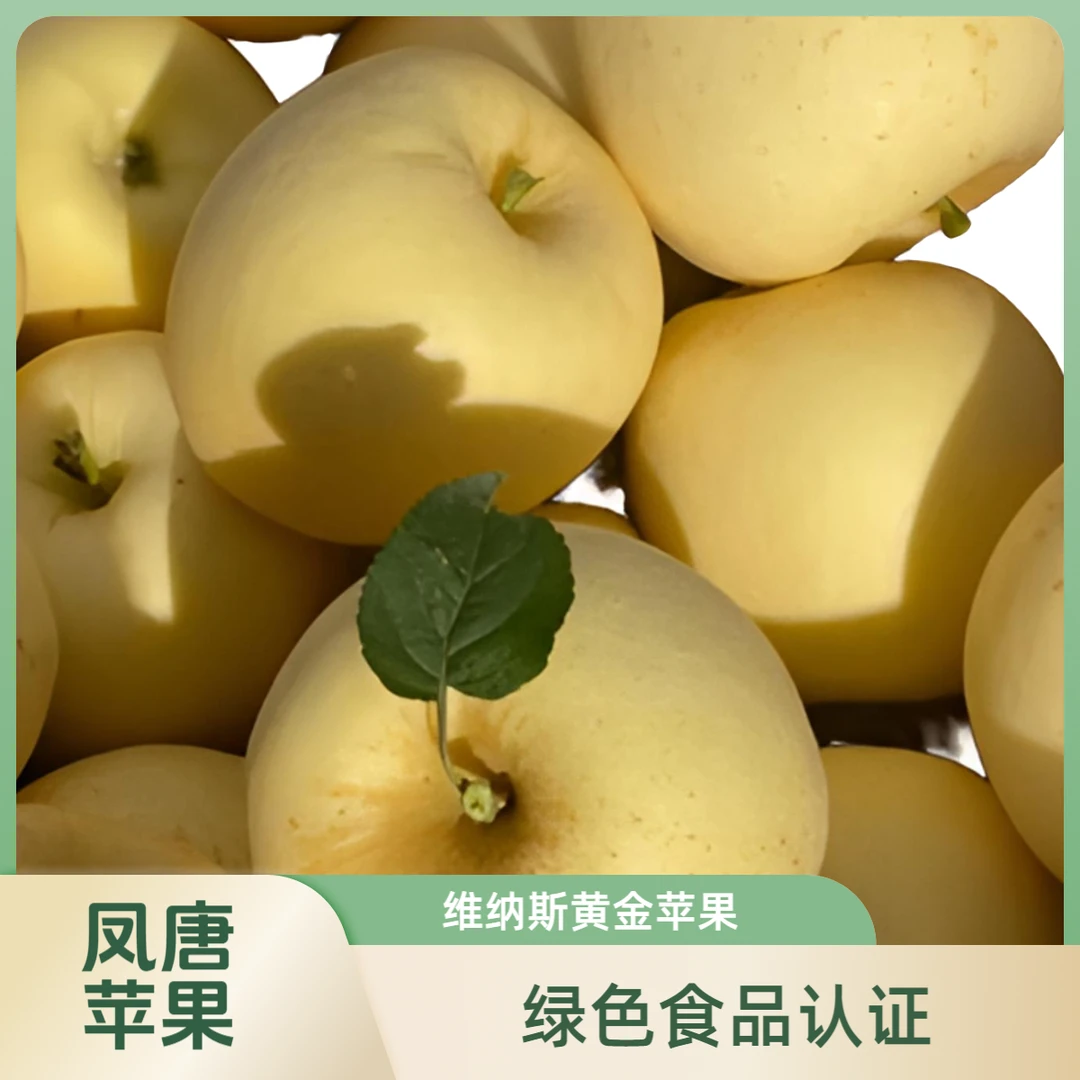 凤唐【黑吉滇琼拍】陕西黄金维纳斯苹果绿色食品认证高山苹果