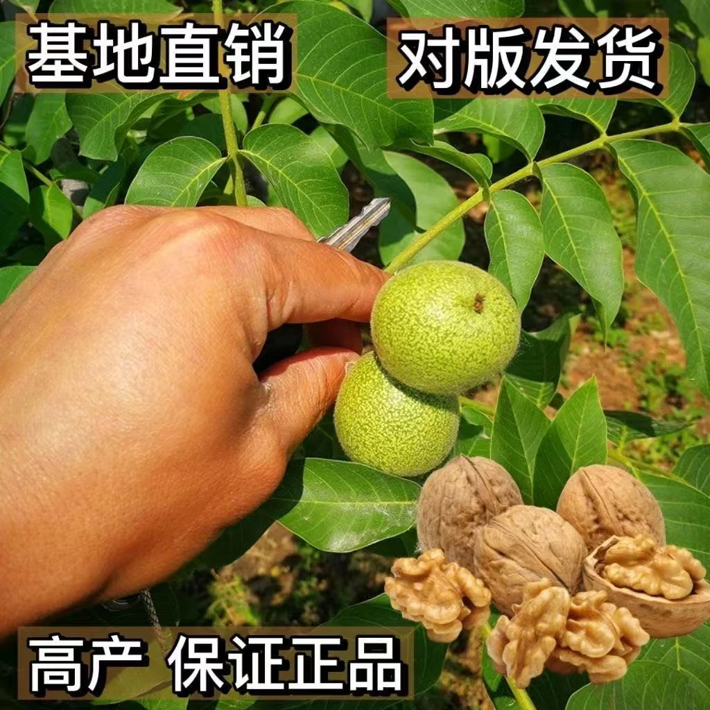 核桃树苗薄皮大果高产批发盆栽地栽耐寒可食用明年结果南北方种植
