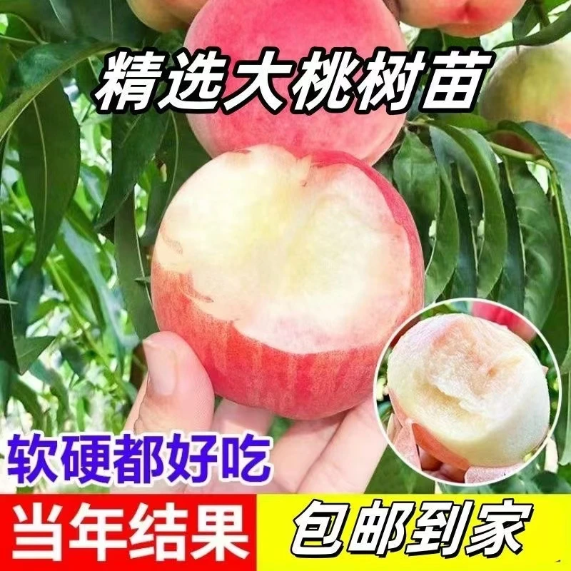 嫁接正宗桃树苗特大耐寒黄桃大果水蜜桃盆地栽庭院南北方当年结果
