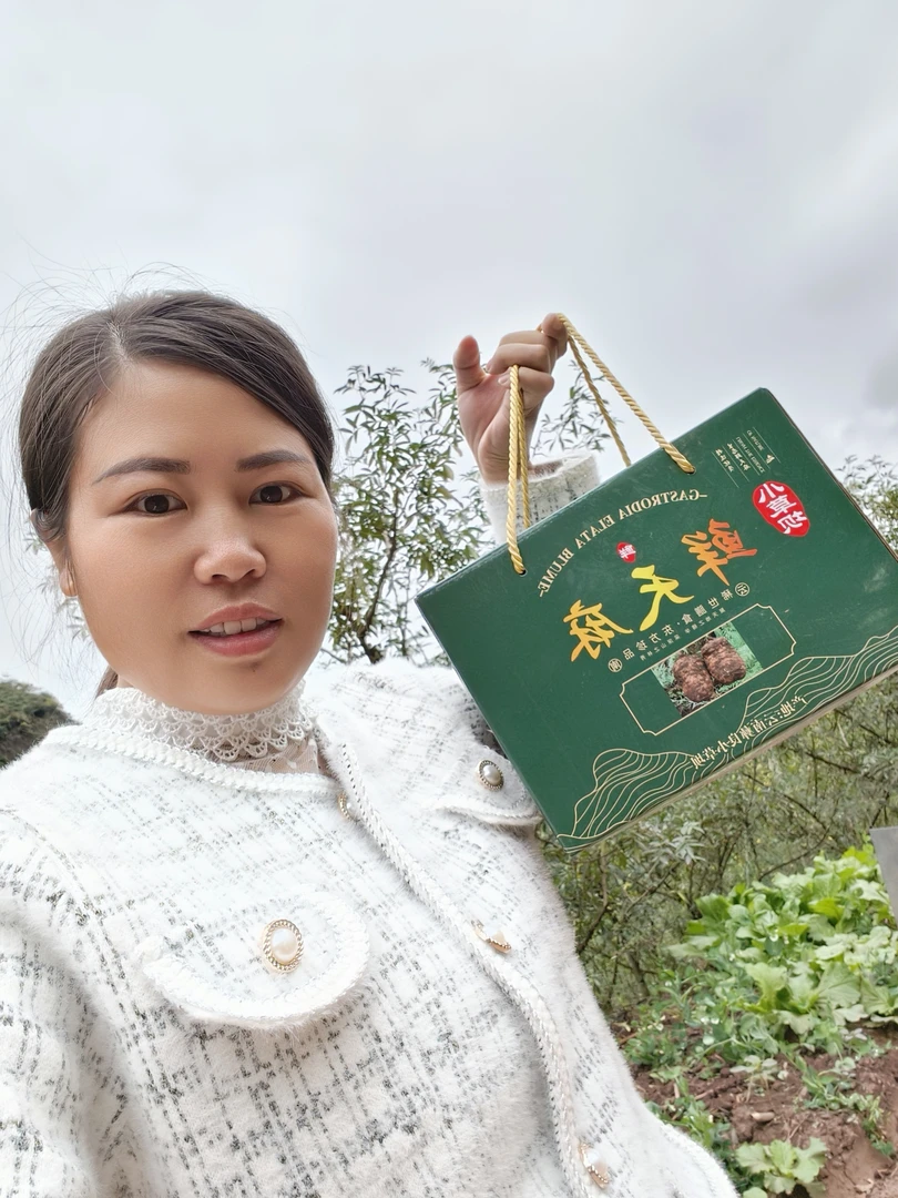 正宗云南昭通小草坝生鲜天麻，仿野生种植，三年有机，送礼首选。