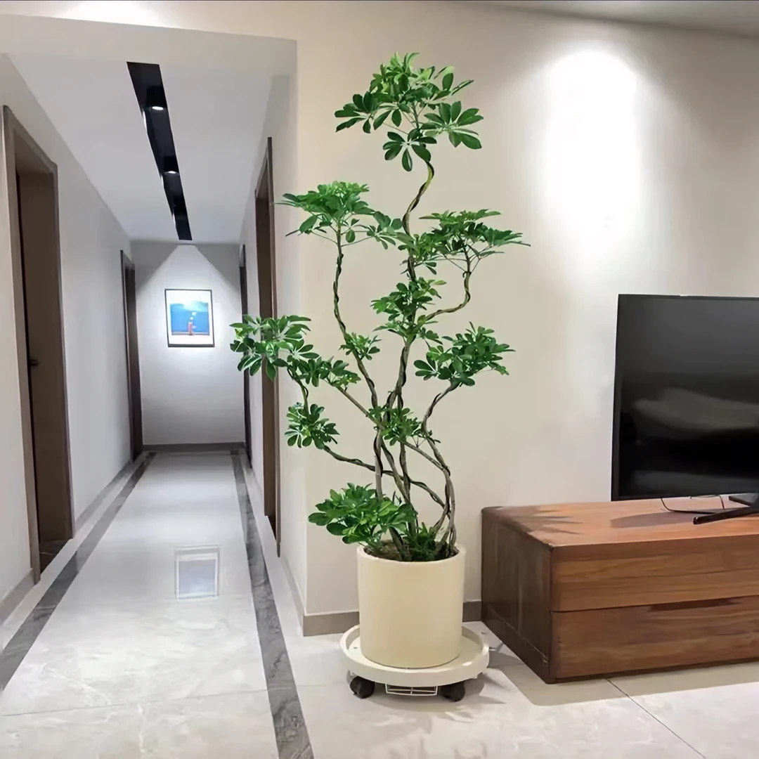 造型鸭脚木室内盆栽鹅掌柴八方来财客厅吸甲醛好养落地客厅绿植