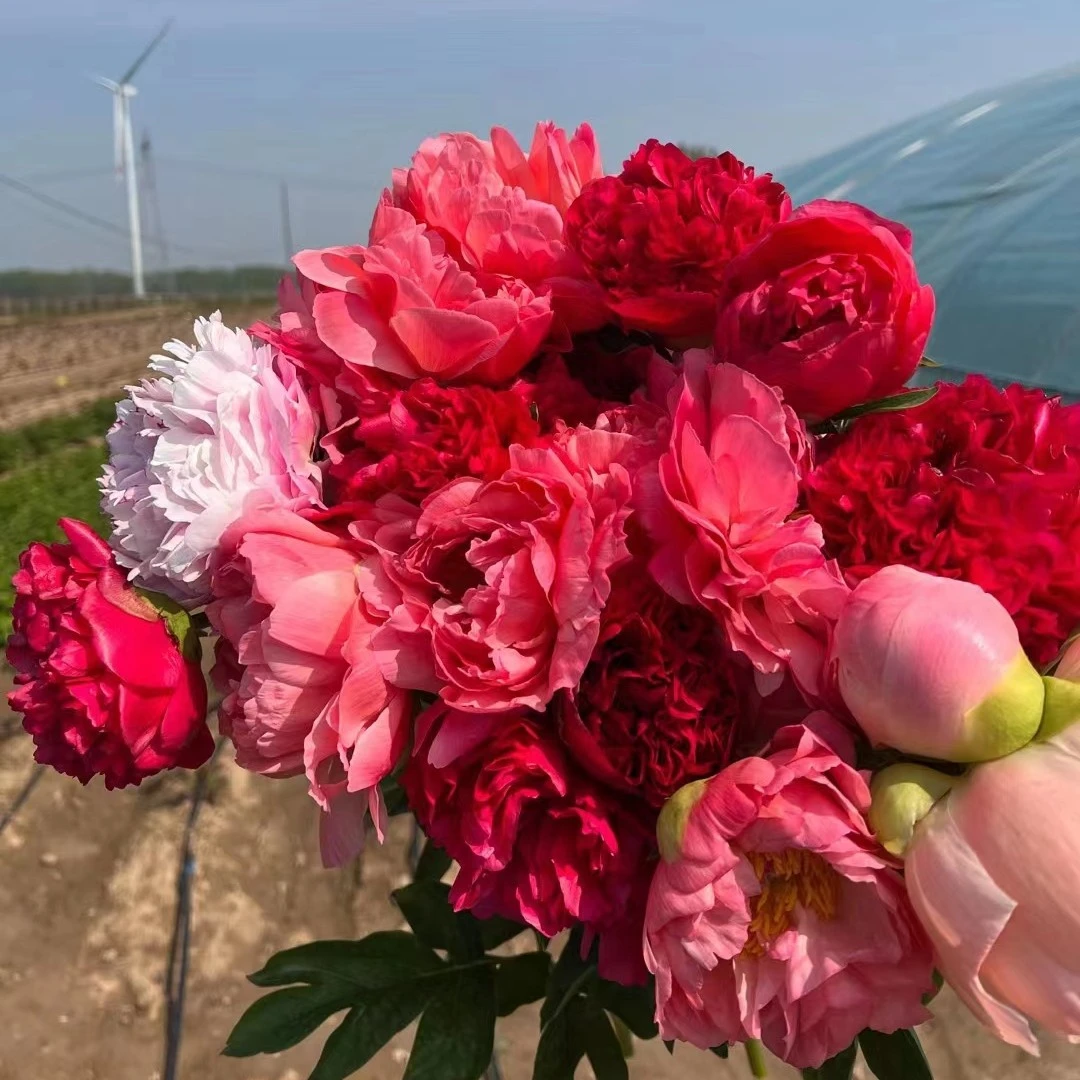 【一物一拍】 芍药种苗 先发肥料，秋天发种苗