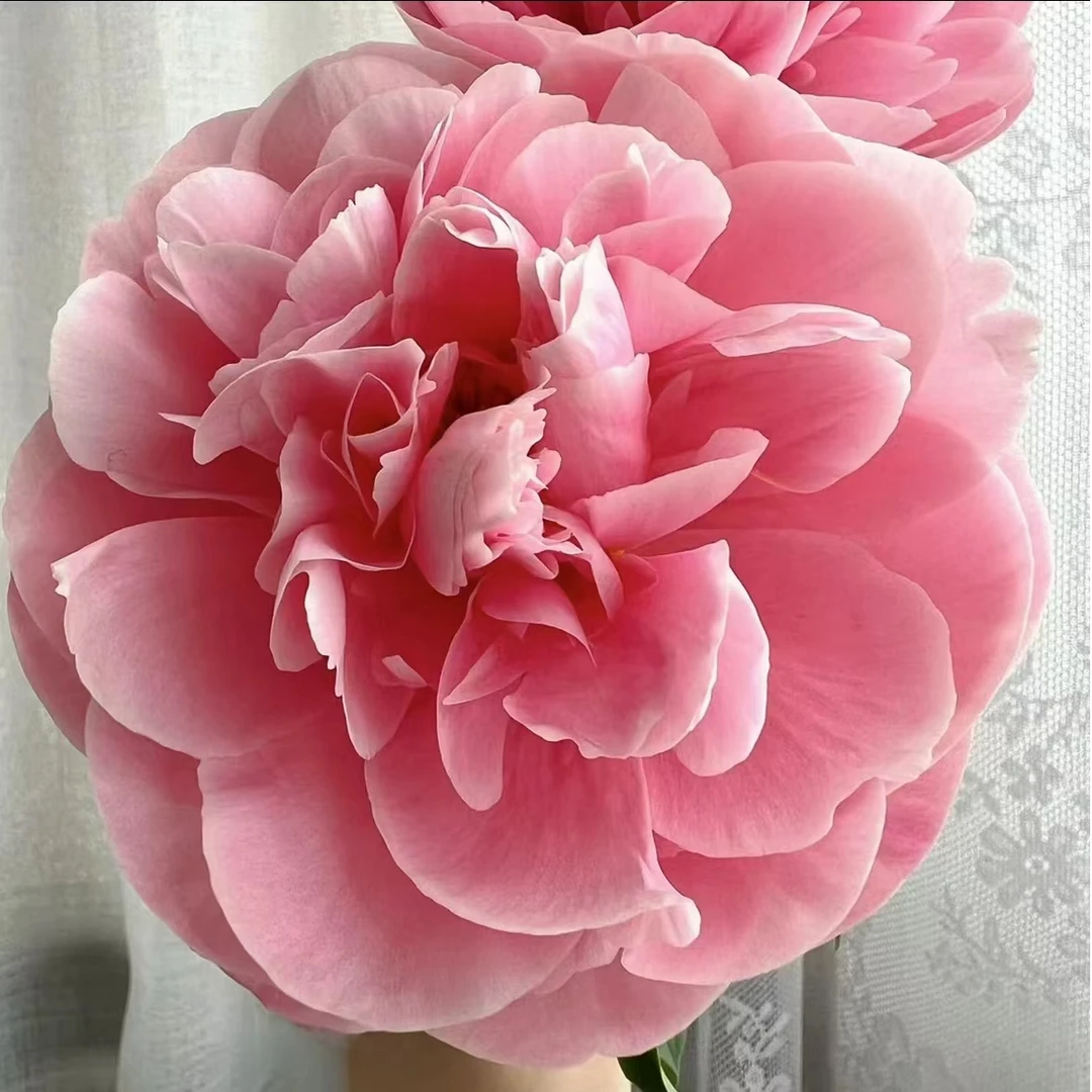【鲑鱼梦】 芍药种苗 先发肥料，秋天发种苗