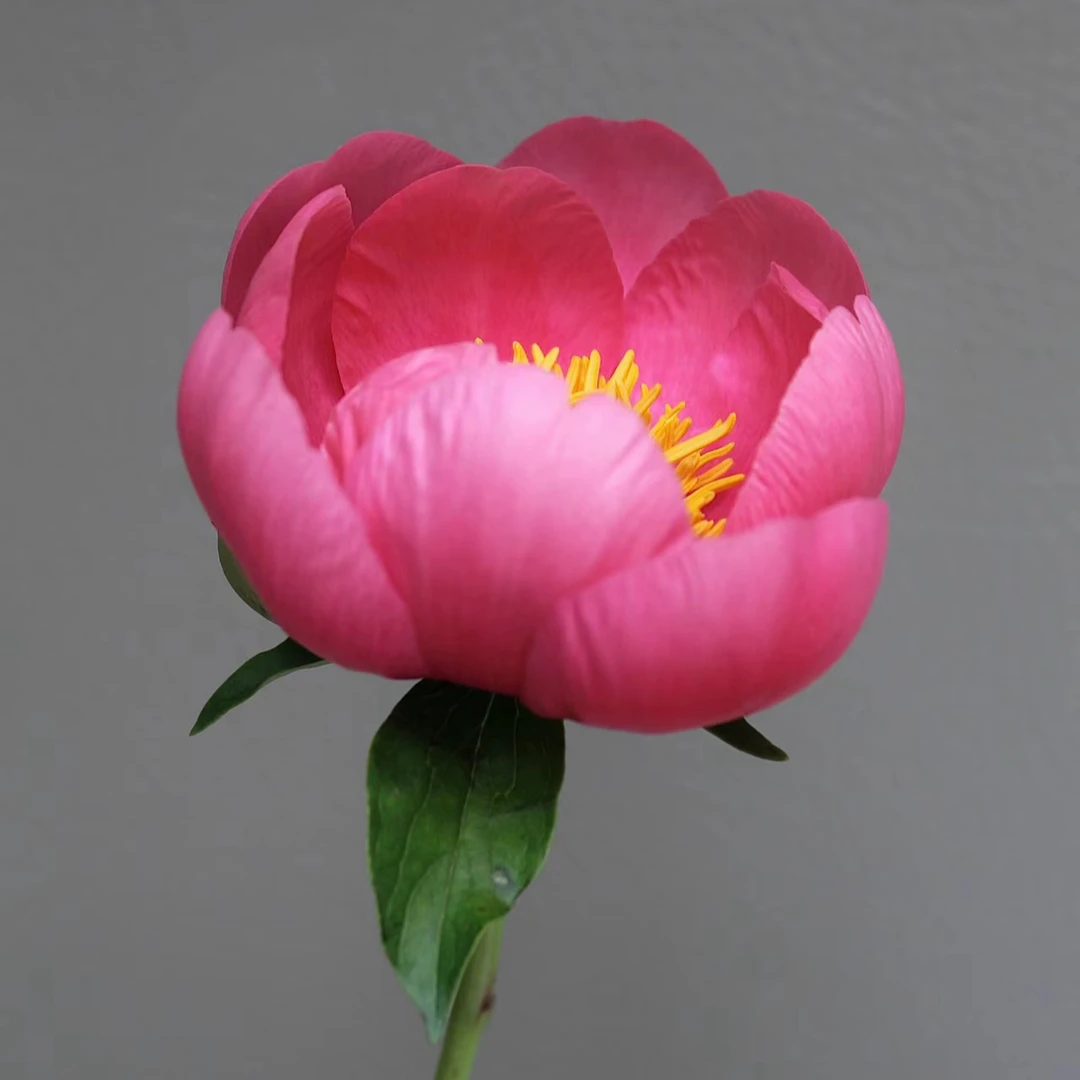 【可爱的玫瑰】 芍药种苗