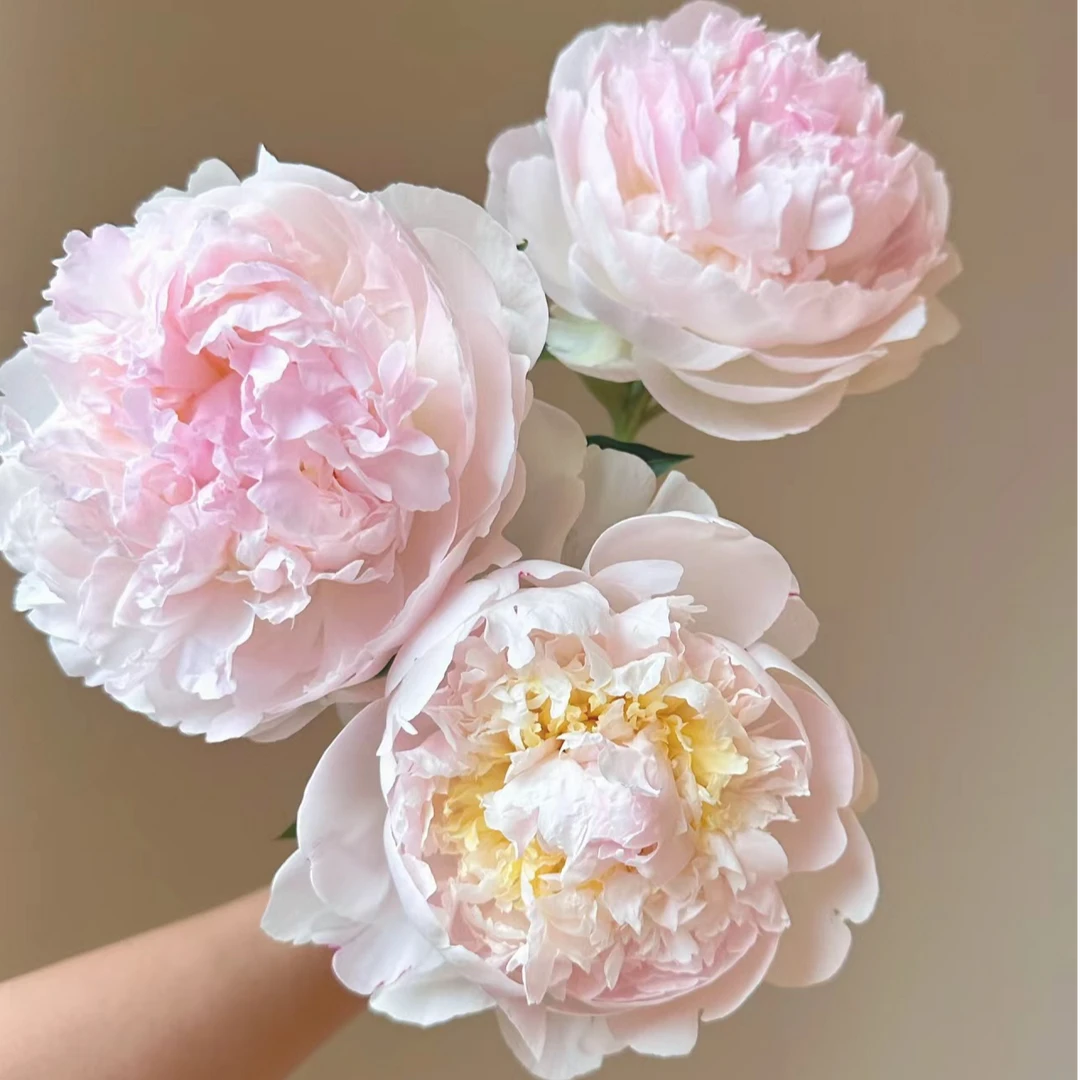 【羞涩女王】 芍药种苗