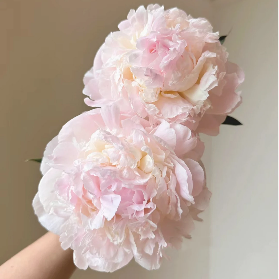 【佛罗伦萨】 芍药种苗