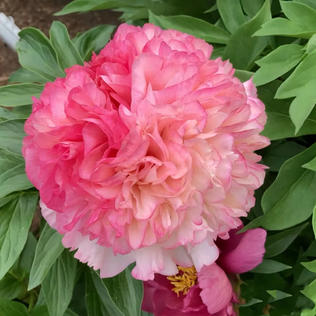 【鲑鱼荣耀】 芍药种苗 先发肥料，秋天发种苗