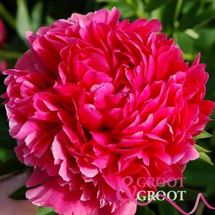 【海盗胆怯 /维京勇士】 芍药种苗