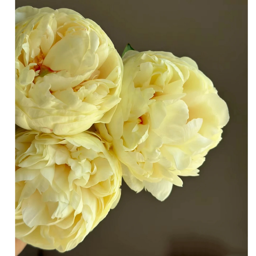 【金发碧眼】 芍药种苗