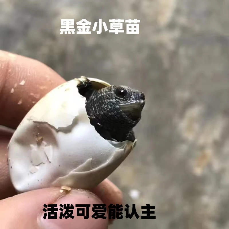 草龟蛋择优繁殖精品草龟蛋包孵化包出壳不包全品。