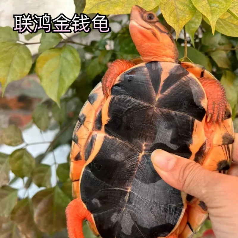 联鸿金钱龟 金钱长寿乌龟活物
