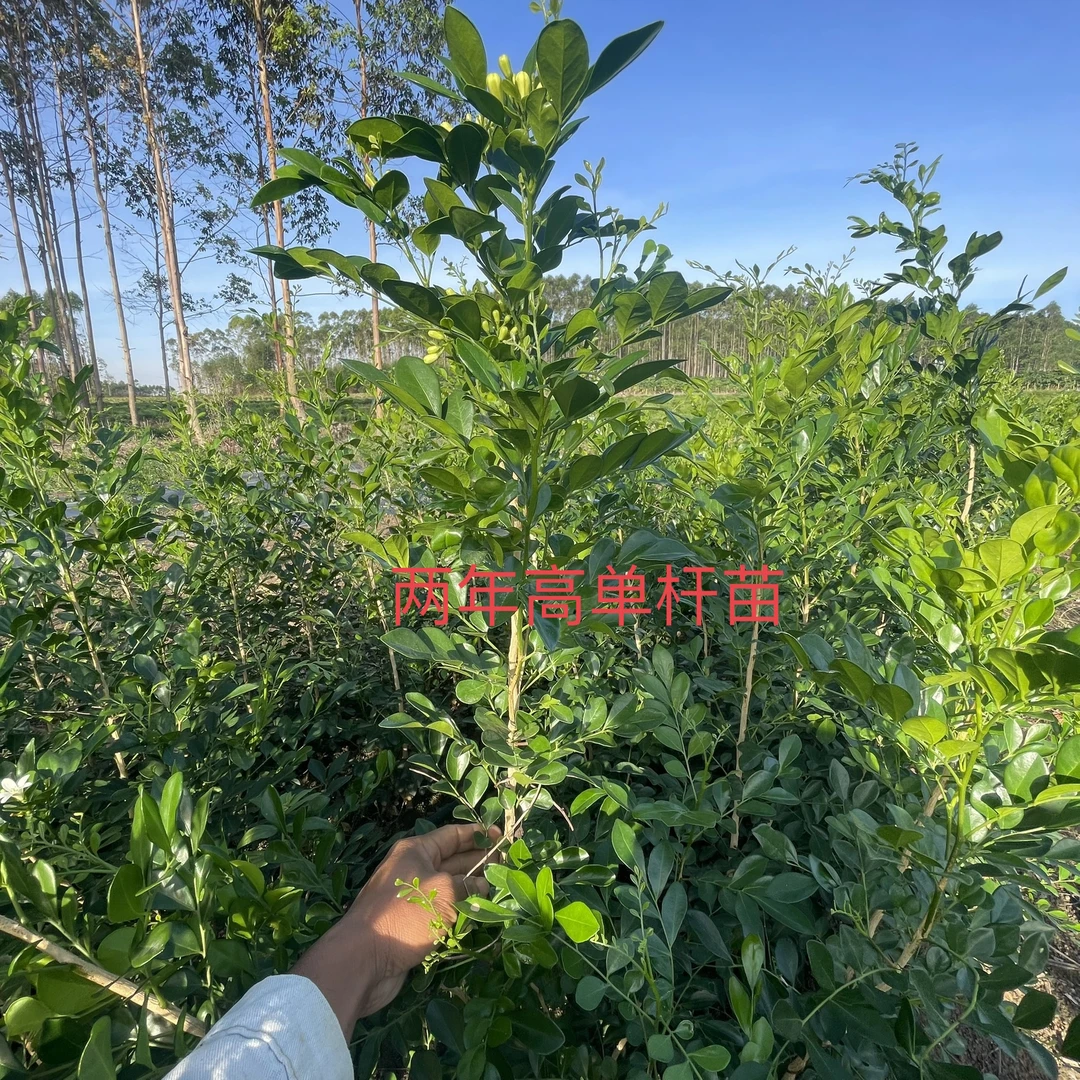 九里香两年壮苗单杆高杆生桩带土球发货