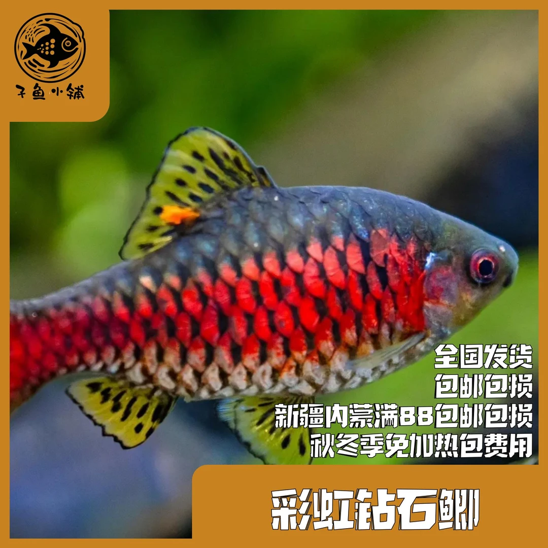 子鱼小铺 彩虹钻石鲫灯鱼中大型灯鱼混养草缸南美缸溪流缸淡水鱼