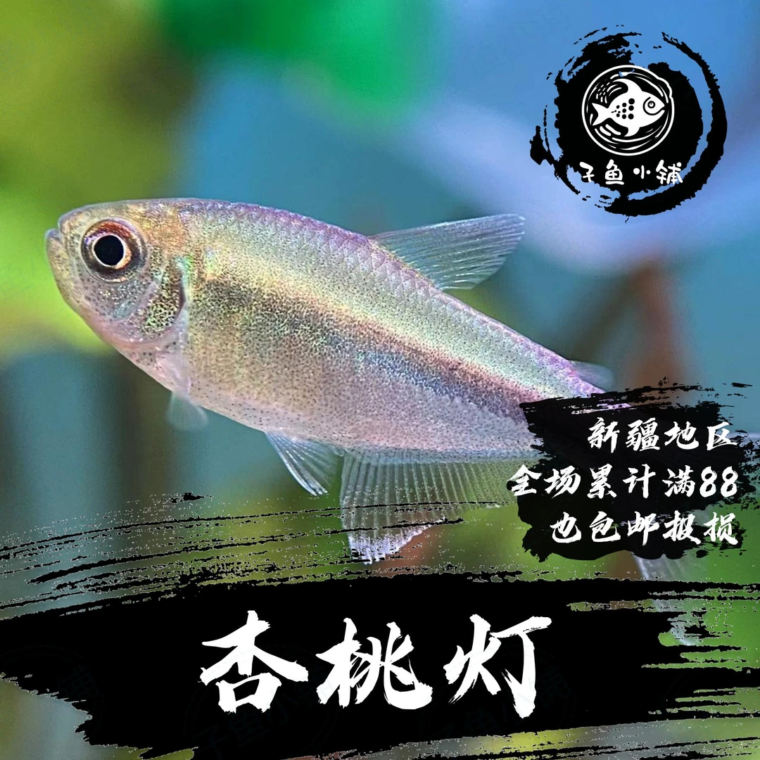子鱼小铺甄选 杏桃灯鱼南美鱼灯科鱼淡水鱼混养